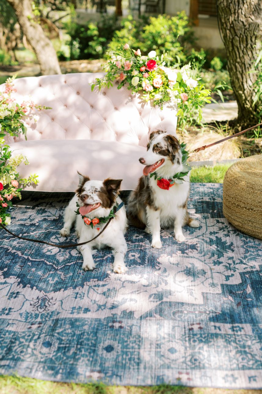 dog and pet attendant