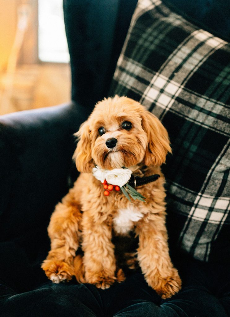 gloriagoodephotography_KristenAshley_Remi&GoldLoot