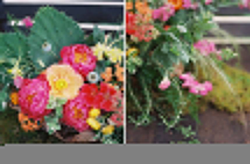 BOA_FW2015_BEAUTYBLOOMS_KRYSTLEAKINPHOTOGRAPHY037-1