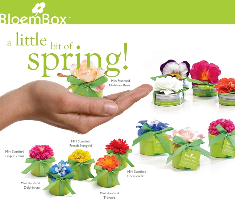 Bloem Box, Celebrate Spring