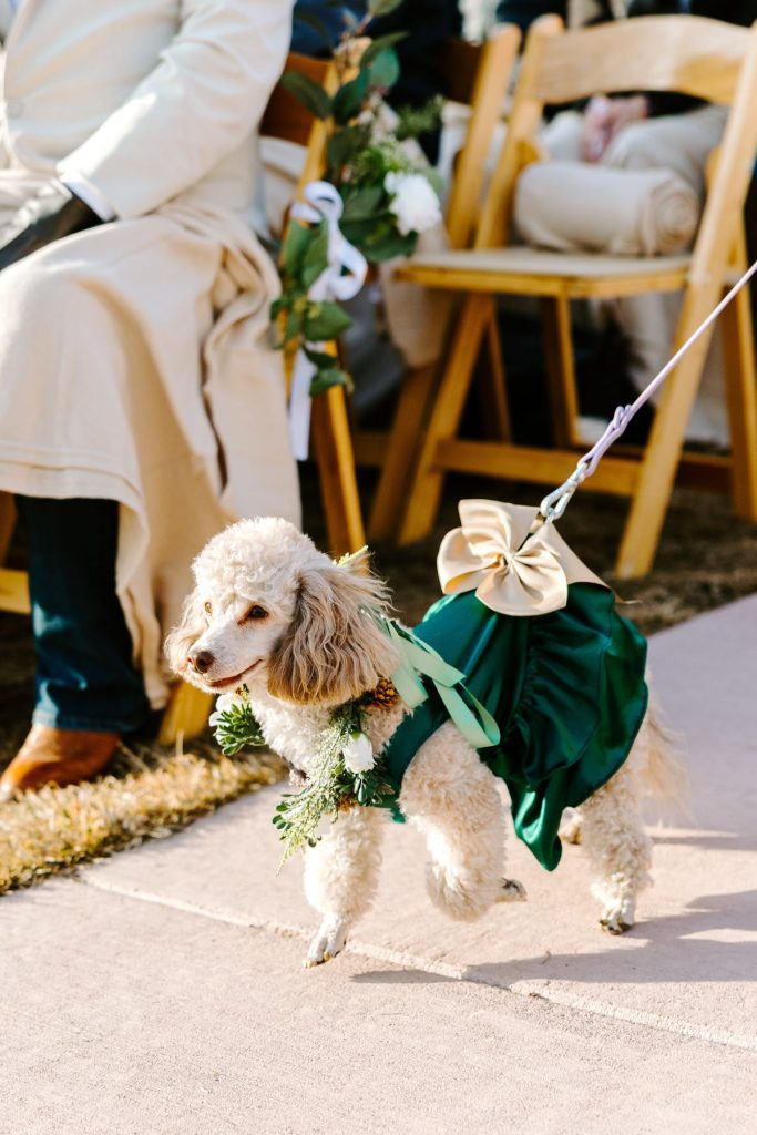 White poodle wearing emerald green dress with bow and floral collar walking down wedding ceremony aisle