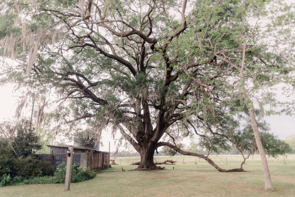 Majestic sprawling oak tree with Spanish moss on misty morning in Savannah outdoor venue