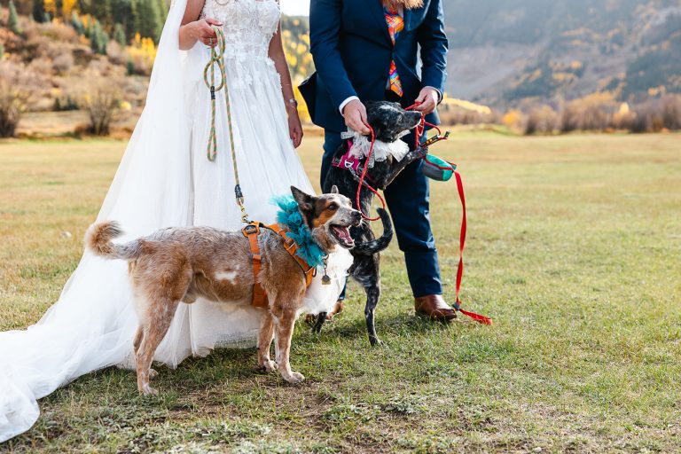 Bride and groom with golden retriever during outdoor mountain wedding ceremony