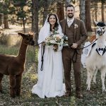 Colorado couple with two llamas in wedding attire showcasing unique experiential wedding entertainment