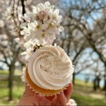 Cupcake with swirled buttercream frosting and white pearl sprinkles held beneath spring cherry blossoms