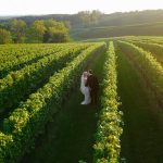 Bride standing alone between rows of grapevines in sunlit vineyard