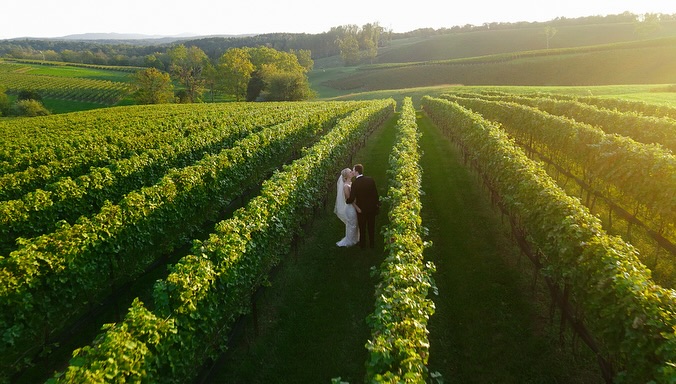 Bride standing alone between rows of grapevines in sunlit vineyard