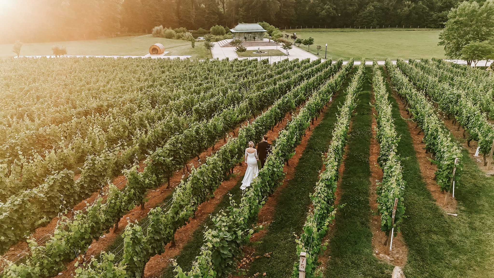 Couple walking hand-in-hand through lush vineyard rows at sunset with estate buildings visible
