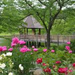 Wooden gazebo on a pond surrounded by vibrant pink and white peonies with lush green trees in the background