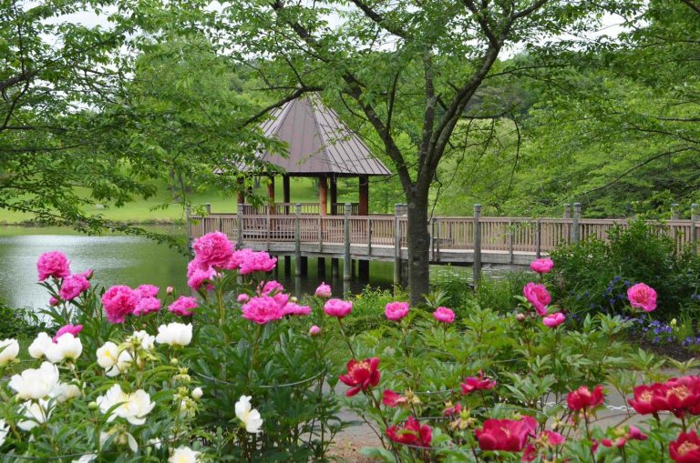 Wooden gazebo on a pond surrounded by vibrant pink and white peonies with lush green trees in the background
