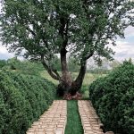 Brick pathway lined with manicured hedges leading to large tree in formal garden