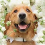 Golden retriever wearing bow tie surrounded by white wedding flowers