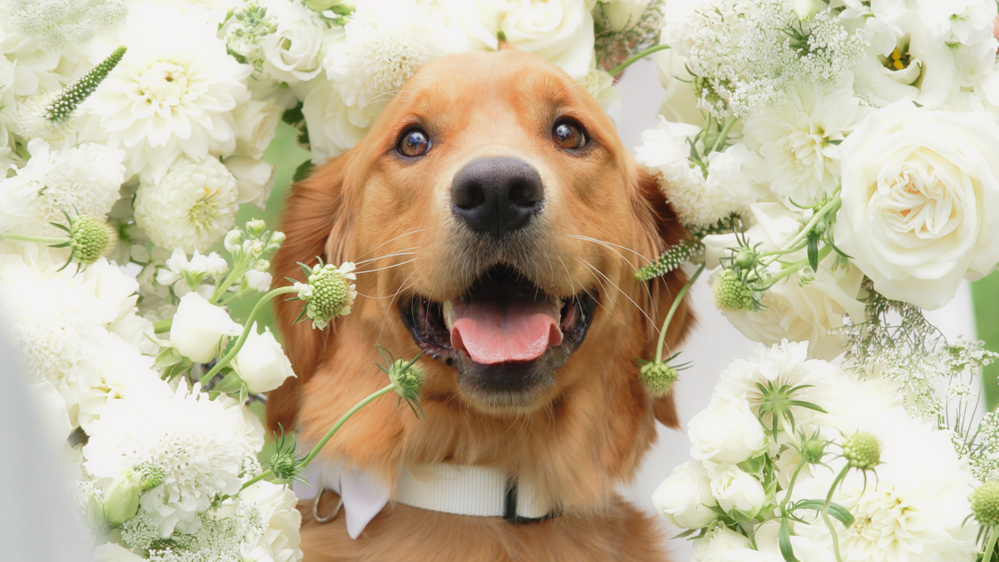 Golden retriever wearing bow tie surrounded by white wedding flowers