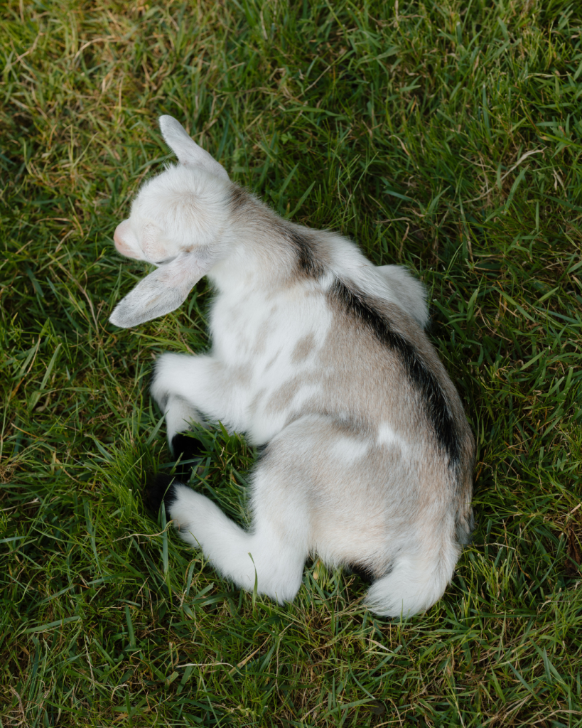 baby lamb during cocktail hour at outdoor wedding