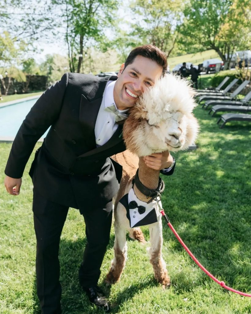 groom with alpaca rental from northern virginia NOVA wedding