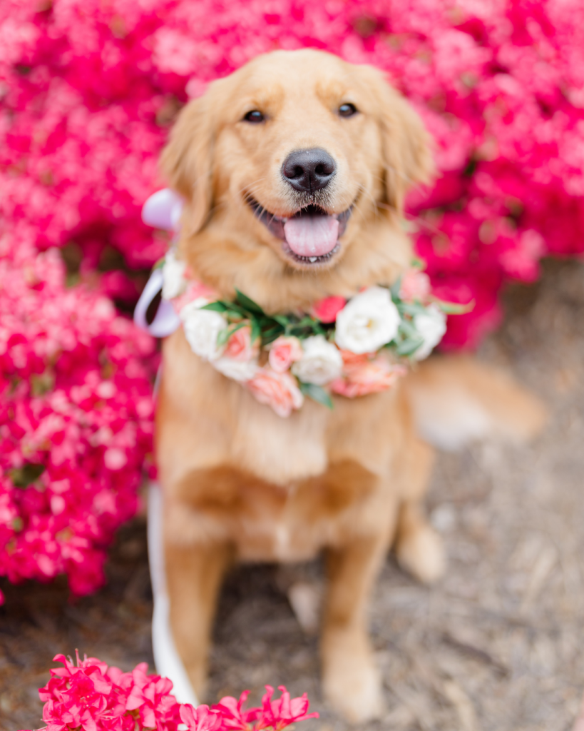 Golden retriever wearing a floral collar posing among bright pink spring blooms during a Charlotte wedding celebration.