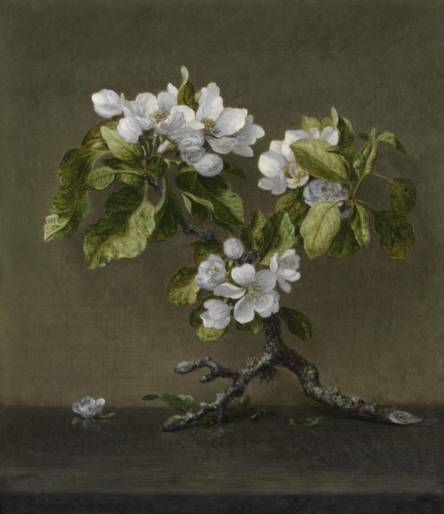 Still life painting featuring a flowering branch with delicate white blossoms and green leaves resting on a dark surface against a muted background, rendered in a classic botanical art style.
