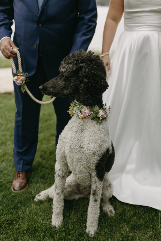 Floral collar for dog in wedding